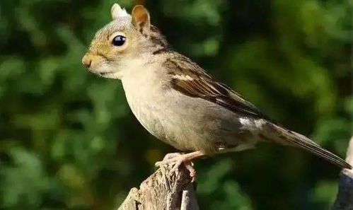 大海一针猜一生肖，这动物的尾巴长吗？