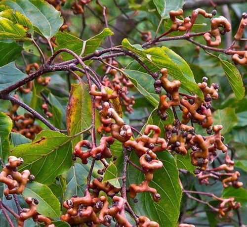 不同人梦到桂圆简直绝了！