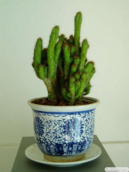 7. 铁树：坚强意志与气血补益