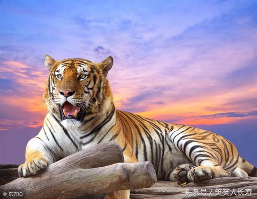 属虎人2026年适合从事哪些事业领域？