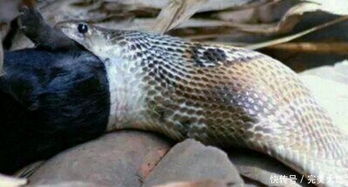 我为什么会梦到一条蛇让我感到害怕，但它却并没有对我造成伤害呢？