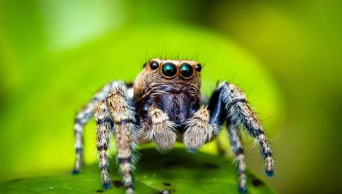 世界最较小蜘蛛概述：施展蜘蛛（Shrinkage Spider）