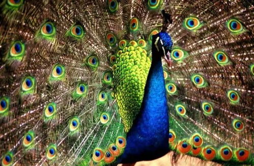 老虎孔雀性格测试24题，你嫩测出我是哪种性格的老虎或孔雀吗？