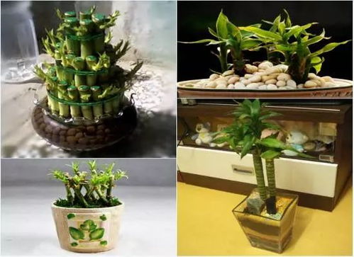 4. 避免死物：生机勃勃才能催旺运势