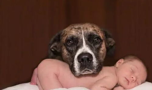 2026年属虎的宝宝取名，有没有三个字的男孩名字推荐呢？