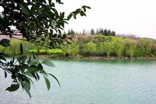 救命啊！小浪底樱花节又来了！2026年最新吐血攻略