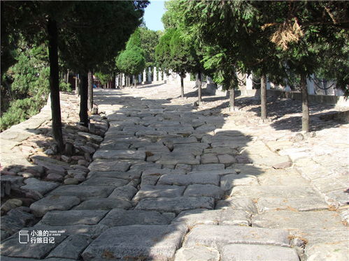 哪一年出生的人属相为四条腿，且与客人一生相伴的生肖是什么？