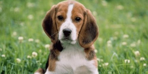 1.3 狂犬攻击的职场暗流