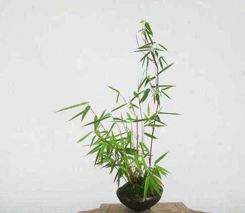 散尾竹的风水作用和散竹盆景图片，能带来哪些家居风水好运？