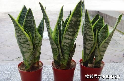 虎皮兰摆放风水有哪些禁忌？最旺人的三种花是哪三种？