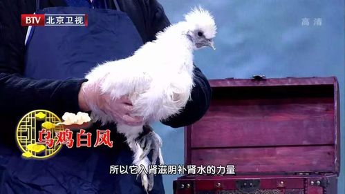 备孕期间，乌鸡和老母鸡哪种更适宜孕妇食用？