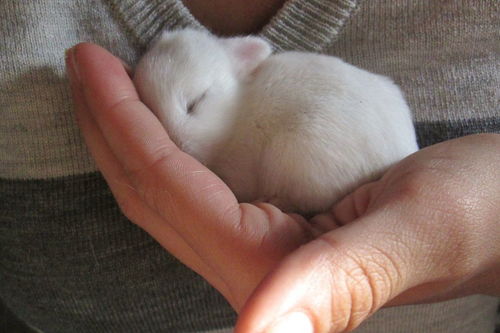 属鼠的人住13层或15层楼风水如何，是否吉利？