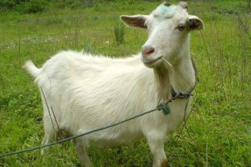 二、2025年羊宝宝的爱情过山车