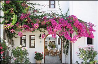 家里适合种植橡树吗？从风水角度考虑合适吗？