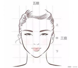 2. 下巴与面部整体饱满度