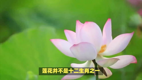 荷花十二生肖运势中，十二生肖今日桃花排位具体是什么含义？