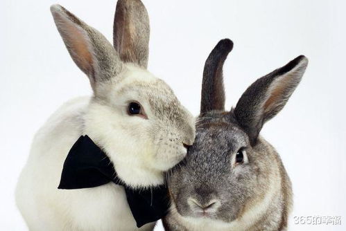 4. 鸡男×兔女