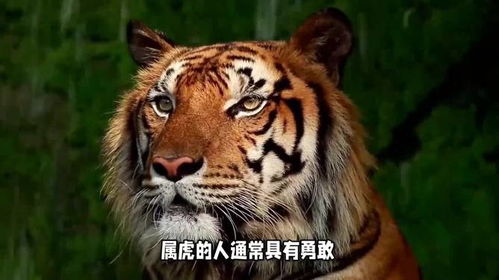 1974年出生的人属什么生肖，74岁的人又属什么生肖？