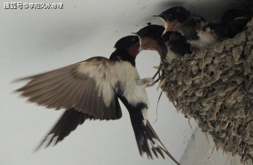 燕子筑巢是否蕴含风水奥秘？