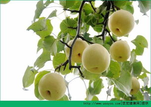 风水梨可依食用吗？它是否有毒？