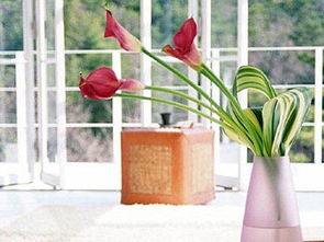 适宜的风水植物的选择