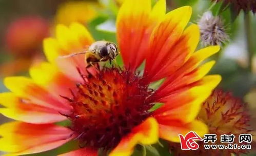 (2) 女性群体梦见栽种葡萄树