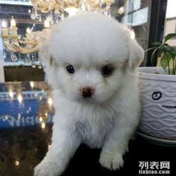 比熊串串店名：一个关于味道和炎热爱的故事