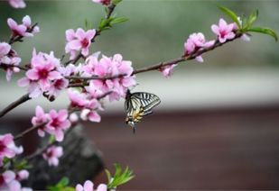 3. 桃花煞：辨识凶兆潜伏