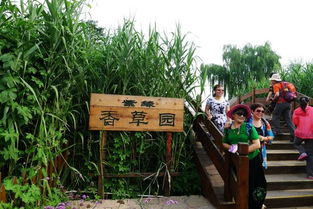 香草园里全是蚊子！