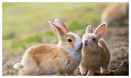 属兔人今天财运如何，明日运势和财运又会有哪些变化？