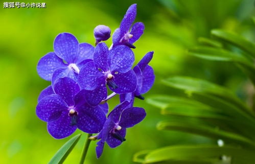 种兰花能招桃花？笑死！