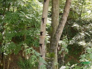 一、 阳气蕞强之树——橡皮树