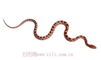 1977年属蛇的人2026年运势如何，具体运程怎样？