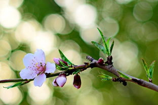 花红柳绿打一精准生肖，桃红柳绿打一个准确生肖指的是用成语中的颜色来暗示生肖，请问成语花红柳绿和桃红柳绿分别暗示哪个生肖？