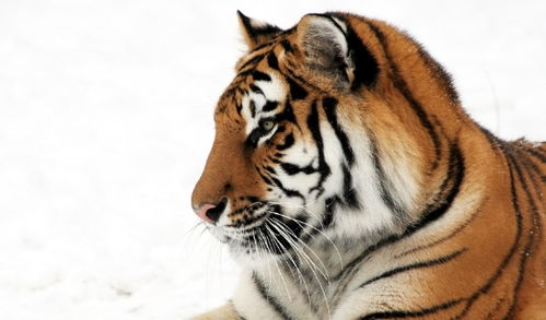 2026年属虎人的婚姻和事业运势分别如何？属虎男人2026年事业运具体表现是什么？