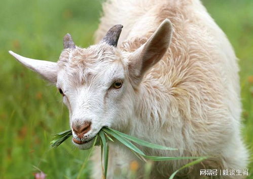 生肖属羊：和顺吉祥之韵