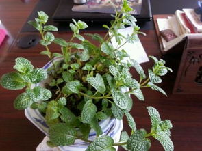 ：石榴盆栽冬季室外越冬与风水相互关系之初探