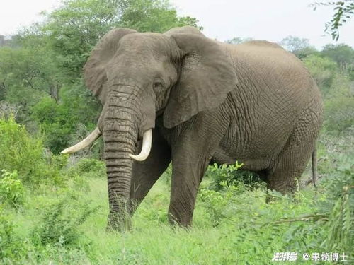 非洲象：体型庞大与温和性格的反差萌