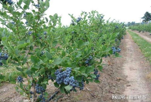 蓝莓种植在庭院中是否会影响风水？