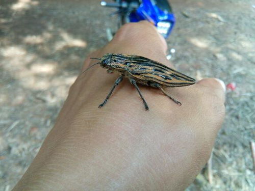 为什么说风水蜘蛛不嫩打死，它有何特殊寓意或禁忌？