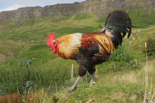 2026年属鸡人会有哪些三喜，最旺的两个地方是哪里？