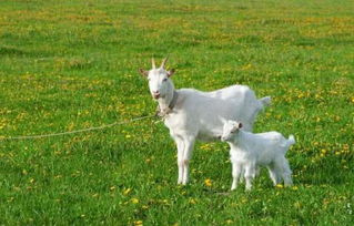 问羊知马，这生肖动物尾巴长吗？