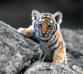 属虎的狮子女2026年婚姻状况如何，其性格缺点有哪些影响？