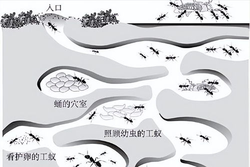 1. 黑白颠倒现象及其认知偏差