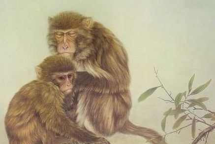 2026年属猴和属马的运势具体如何？