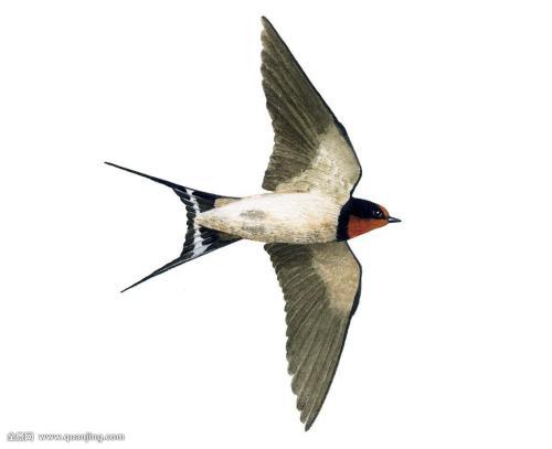 梦见木鸟飞翔，这究竟预示着什么吉祥的征兆呢？