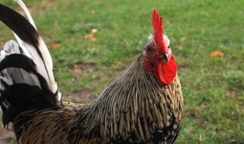 2026年属鸡的人会因什么原因坐牢吗？