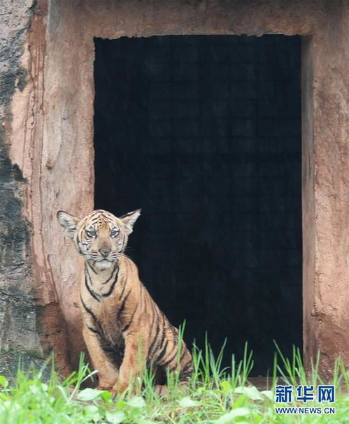 惯与“虎”字的滥用以及我的内心挣扎