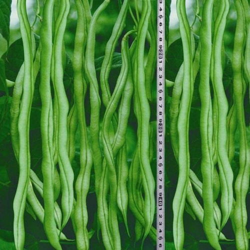 芸豆梦魇：一场关于豆子的精神错乱实录