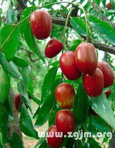 半夜梦见摘红枣？这事可太邪门了！